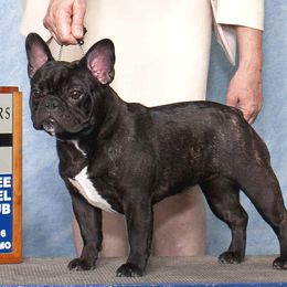 French Bulldogs from JaPaCa’s