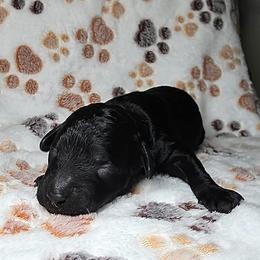 Luigi - Green Band - Black male Poodle puppy in Plainfield, New Jersey from Caris Paws Poodles and Labradoodles