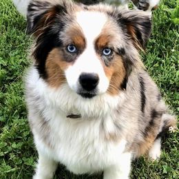 Miniature Australian Shepherds and Toy Australian Shepherds from Janel's Mini & Toy Aussies