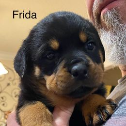 Rottweiler Puppies from CenturionOne LLC