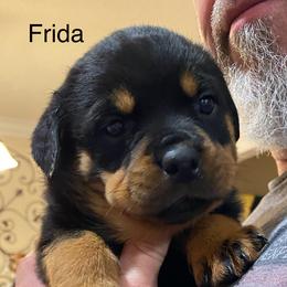 Rottweiler Puppies from CenturionOne LLC