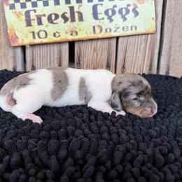 Sunni - Dapple female Dachshund puppy in Colbert, Oklahoma from Brooke Crenshaw