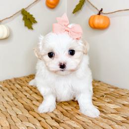 EmmyLou - White female Maltese puppy in Morehead, Kentucky from Paw Perfect Pets