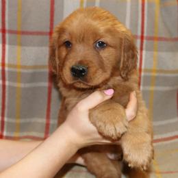 Basil - Dark golden male Golden Retriever puppy in New Weston, Ohio from Bertke AKC Golden Retrievers and Bernese Mountain Dogs
