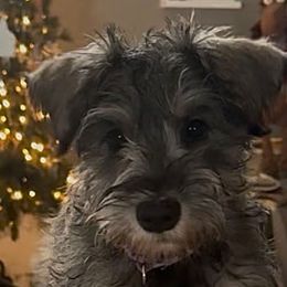 Hazel - Black and silver female Miniature Schnauzer puppy in Akeley, Minnesota from Great Northern Schnauzers