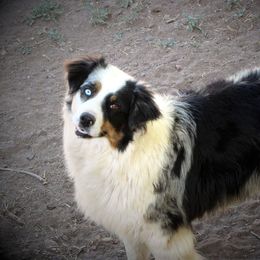 Heavenly - Australian Shepherd