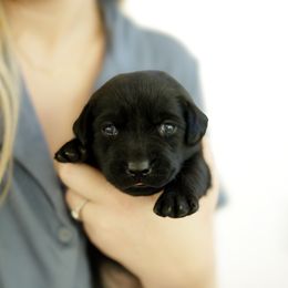 Pixie - Black female Labrador Retriever puppy in Allons, Tennessee from UC Labradors LLC