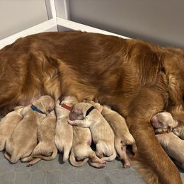 Prancer - Golden male Golden Retriever puppy in Peoria, Arizona from Westwing Retrievers