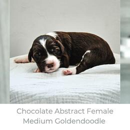 Harbor - Chocolate female Goldendoodle puppy in Punta Gorda, Florida from Transformation Acres Goldendoodle