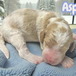 Aspen - Parti male Goldendoodle puppy in Ellenburg Center, New York from Kristin's Puppies