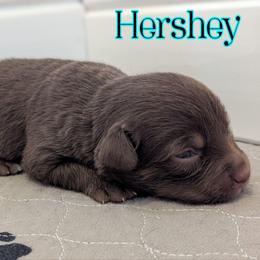 Hershey - Red tri female Toy Australian Shepherd puppy in Mountain Home, Idaho from LJK Boxers & Toy Aussies