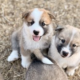 Icelandic Sheepdog Puppies from Hjarta Icelandics