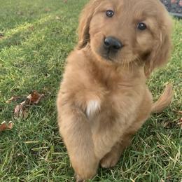 Golden Retriever Puppies from Poppy's Garden Golden Retrievers