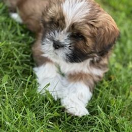 Lhasa Apso Puppies from Linda Richter