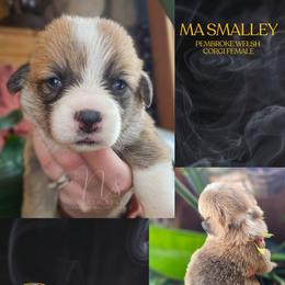 Ma Smalley - Red female Pembroke Welsh Corgi puppy in Fortine, Montana from North Star Pembroke Welsh Corgi's