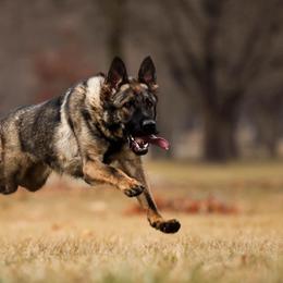 Akuma - German Shepherd
