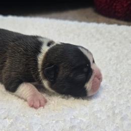 Puppy - Black and white male Boston Terrier puppy in Fresno, California from 4 The Love of Boston & Dachshunds