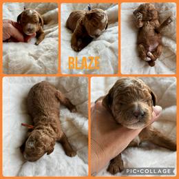 Blaze - Red  male Poodle puppy in Mount Vernon, Illinois from AMC Poodles