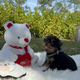 Oliver - Black and gold male Yorkshire Terrier puppy in Naples, Florida from 🤎 Dreaming Puppies 🐶