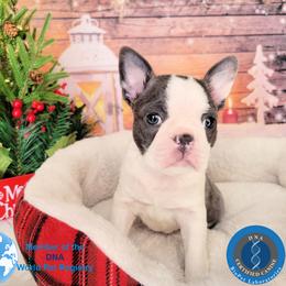 Boston Terrier Puppies from Our Gang Bostons