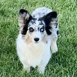 Silver - American Corgi