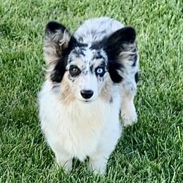 Silver - American Corgi