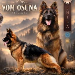 Shyla - German Shepherd