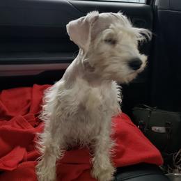 Lima - Miniature Schnauzer