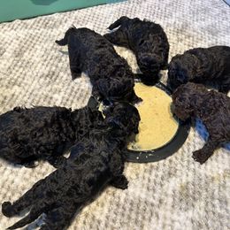 Goldendoodle Puppies from Our Darling Doodles
