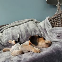 Beagle Puppies from Nse Farms Beagles