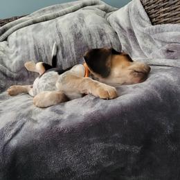 Beagle Puppies from Nse Farms Beagles