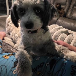 Aspyn - Aussiedoodle