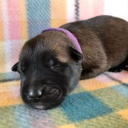 Belgian Malinois Puppies from Andrea Gumrich's Belgian Malinois