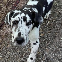 Great Danes from Skye Blue Danes
