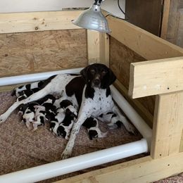 Birdie - German Shorthaired Pointer