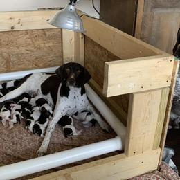 Birdie - German Shorthaired Pointer