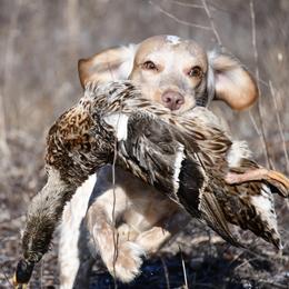 Wren - English Cocker Spaniel