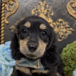 Ben - Black and cream male Dachshund puppy in Collins, Georgia from Liberty Longhair Dachshunds
