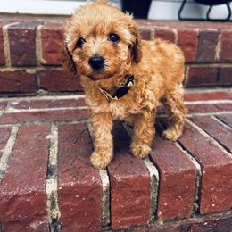 Cavapoo, Havapoo, and Poodle Puppies from West Cobb Dogs