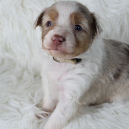 Miniature Australian Shepherds and Pembroke Welsh Corgis from H2 Puppies