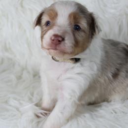 Miniature Australian Shepherds and Pembroke Welsh Corgis from H2 Puppies