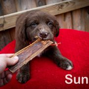 Border Collie, Golden Retriever, and Sporty Mix Puppies from Turbo Border Collies & Coltrievers