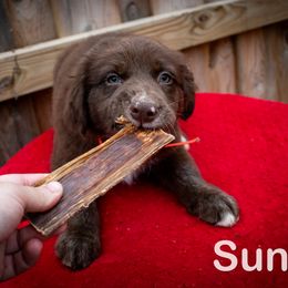 Border Collie, Golden Retriever, and Sporty Mix Puppies from Turbo Border Collies & Coltrievers