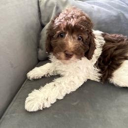 Duncan - Parti male Goldendoodle puppy in Connecticut from Gracie Doodle
