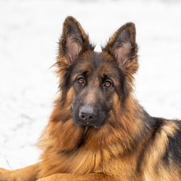Willie - German Shepherd