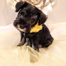 Miniature Schnauzer Puppies from Hall Miniature Schnauzers