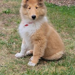 Collie Puppies from Riverrun Collies