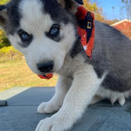 Siberian Husky Puppies from Siberian Huskies-Beckham the Great