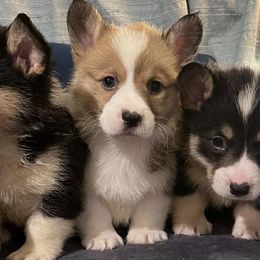 Pembroke Welsh Corgis from Oliver Pembroke Welsh Corgis