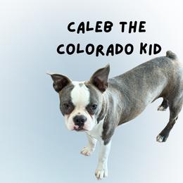 Caleb The Colorado Kid - Blue male Boston Terrier puppy in Lowell, Arkansas from Bogan's Boston's